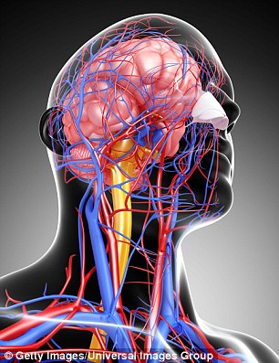 The whole of the circulatory system in Mr Spirodonov's head (pictured) will have to fuse with that of his new donor body